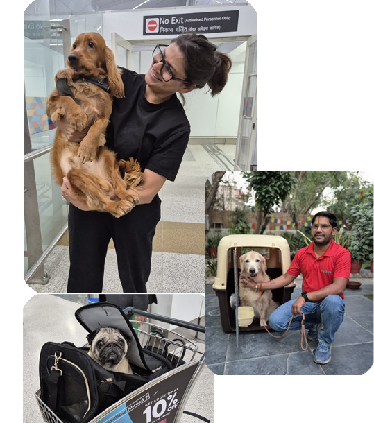 PetSpot